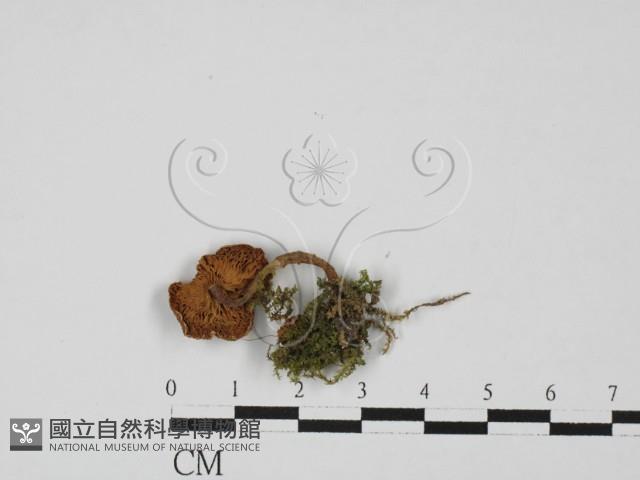 登錄號:F0027369藏品圖，第1張