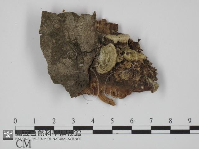 登錄號:F0017369藏品圖，第1張
