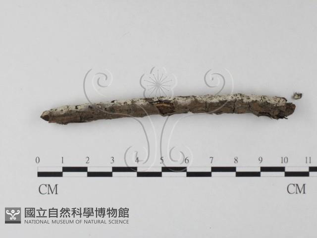 剛毛絲皮菌藏品圖，第1張