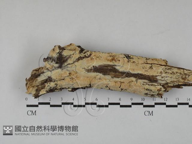 登錄號:F0029369藏品圖，第1張