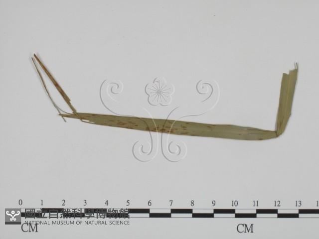 登錄號:F0019369藏品圖，第1張