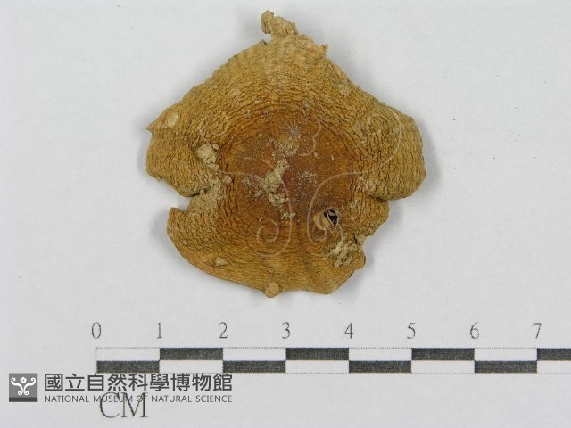 紅菇屬藏品圖，第1張