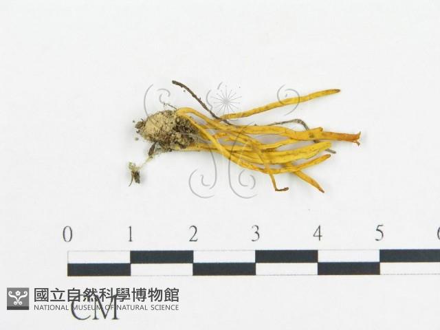 登錄號:F0013369藏品圖，第1張