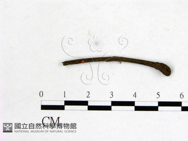 登錄號:F0010229藏品圖，第1張