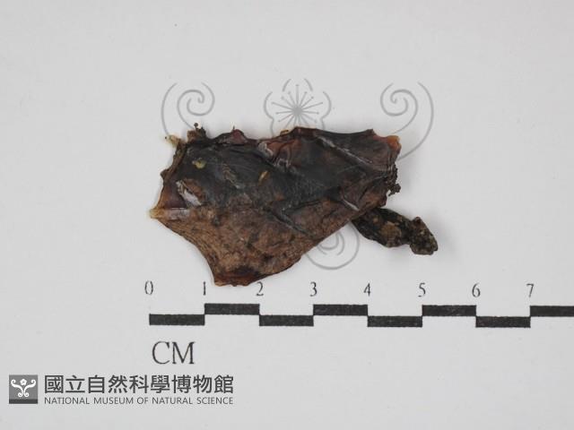 登錄號:F0030229藏品圖，第1張