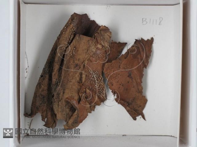 登錄號:F0021229藏品圖，第1張