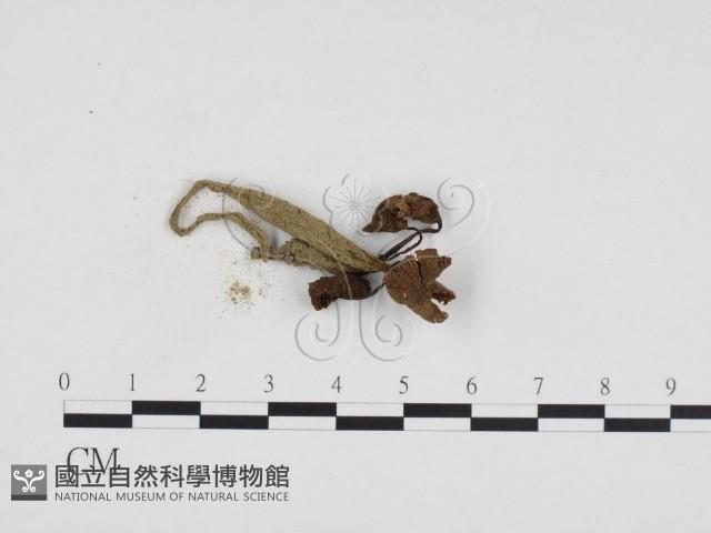 登錄號:F0024229藏品圖，第1張