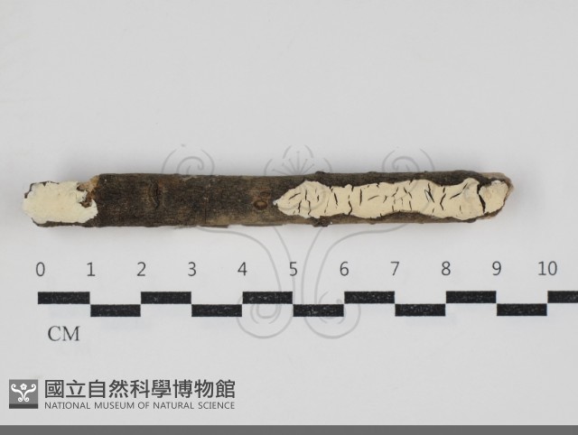 顯絲菌屬藏品圖，第1張