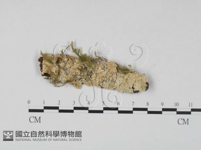 登錄號:F0022229藏品圖，第1張