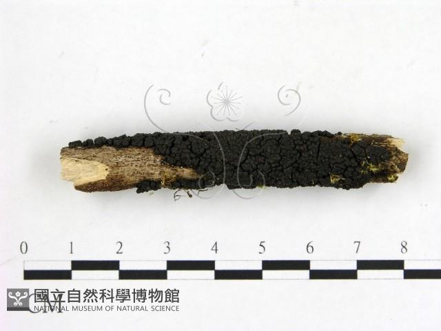 登錄號:F0012229藏品圖，第1張