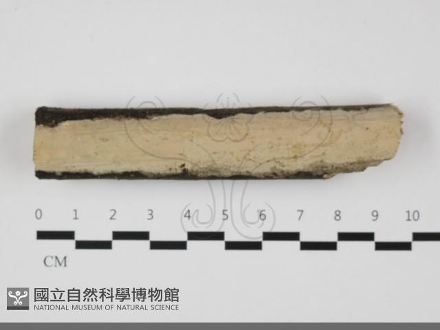 登錄號:F0032229藏品圖，第1張