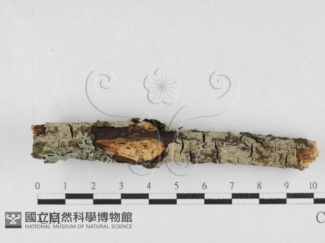 登錄號:F0027229藏品圖，第1張