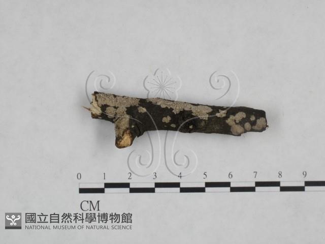 登錄號:F0025229藏品圖，第1張