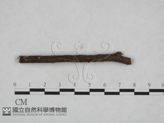 登錄號:F0023229藏品圖，第1張