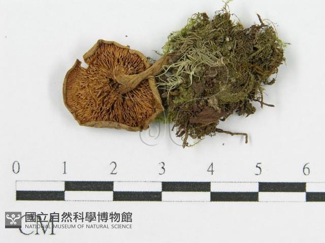 登錄號:F0013229藏品圖，第1張