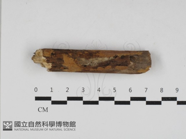 刺革菌屬藏品圖，第1張