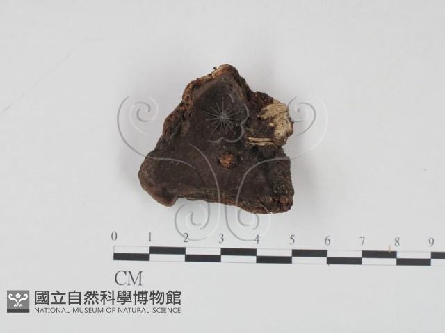 登錄號:F0008829藏品圖，第1張