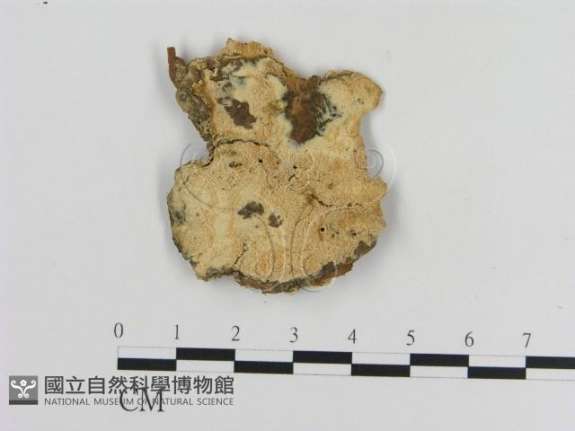 登錄號:F0020829藏品圖，第1張
