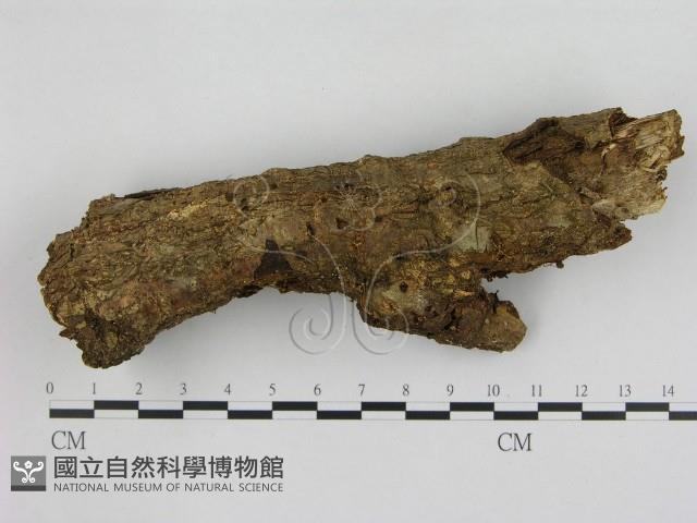 小菇屬藏品圖，第1張