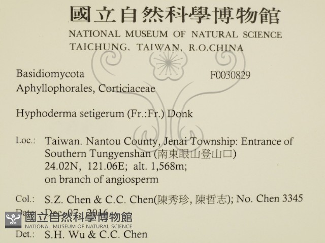 剛毛絲皮菌藏品圖，第3張
