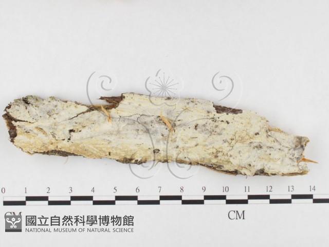 登錄號:F0026829藏品圖，第1張