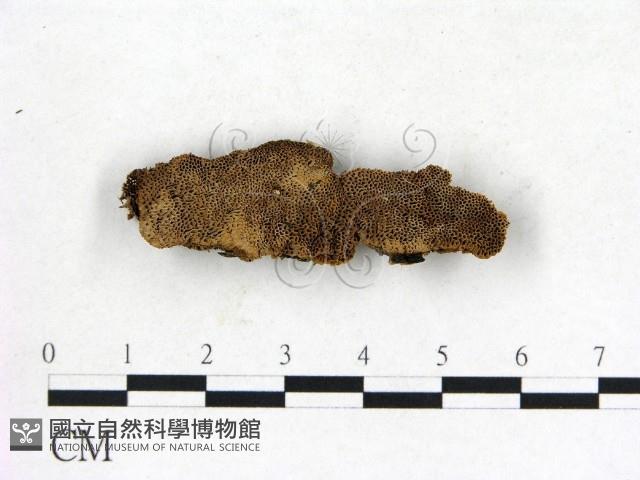 登錄號:F0006829藏品圖，第1張