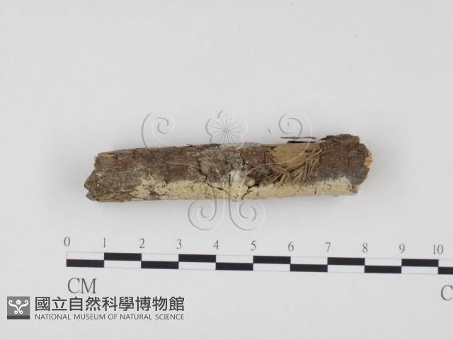 冇骨消絲齒菌藏品圖，第1張