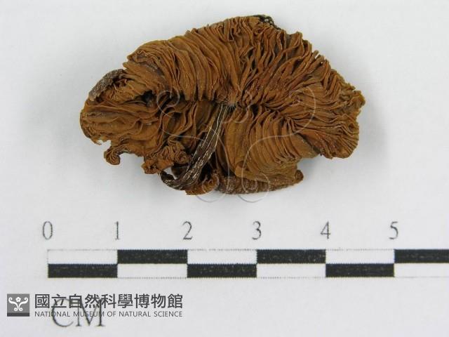 粉褶菌屬藏品圖，第1張