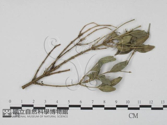 登錄號:F0011829藏品圖，第1張