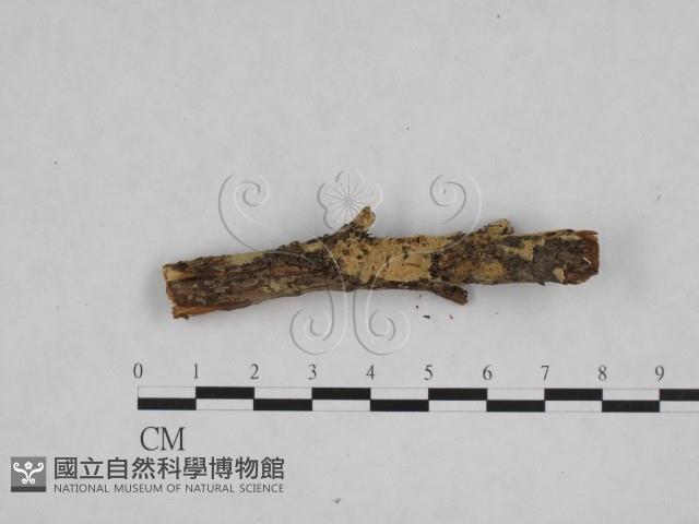 登錄號:F0024829藏品圖，第1張