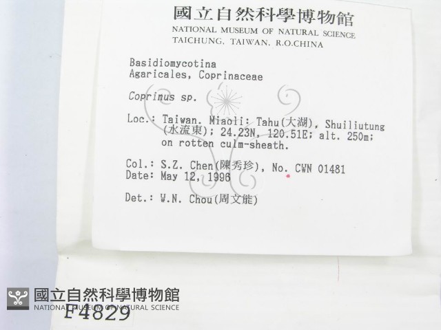 鬼傘屬藏品圖，第3張