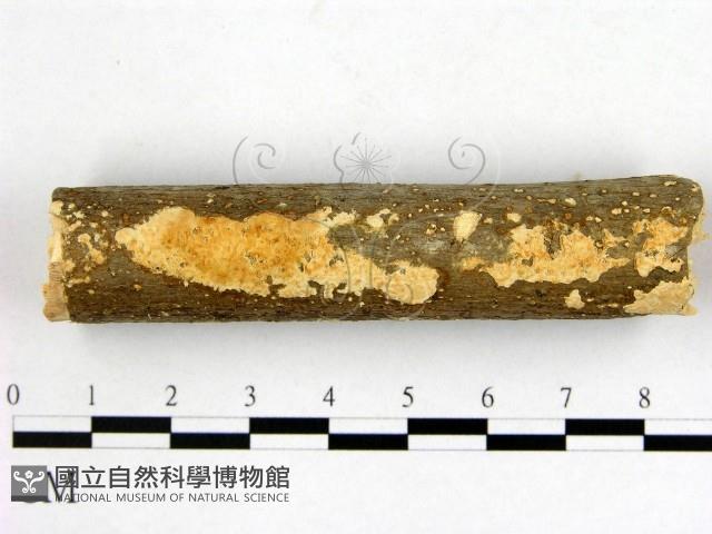登錄號:F0014829藏品圖，第1張