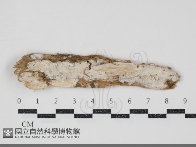 登錄號:F0034829藏品圖，第1張