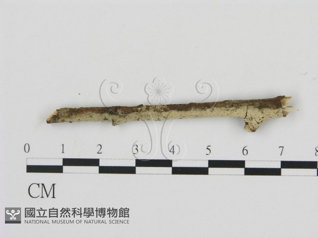 剛毛絲皮菌藏品圖，第1張