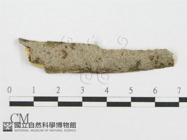 筍殼菌屬藏品圖，第1張