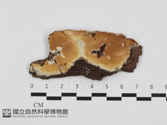登錄號:F0032829藏品圖，第1張