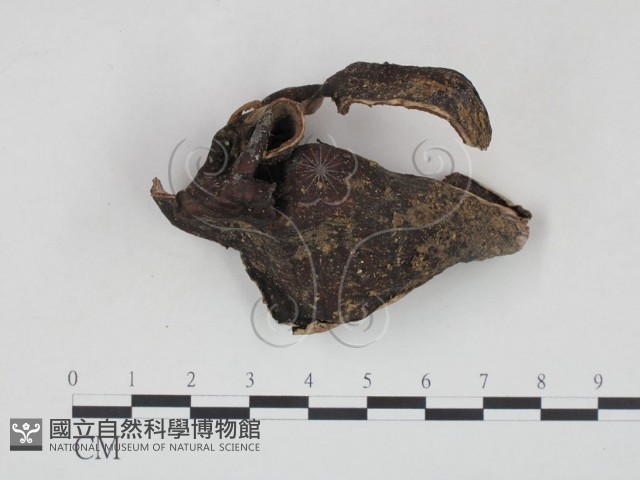 登錄號:F0007829藏品圖，第1張