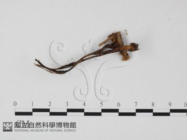 登錄號:F0025829藏品圖，第1張