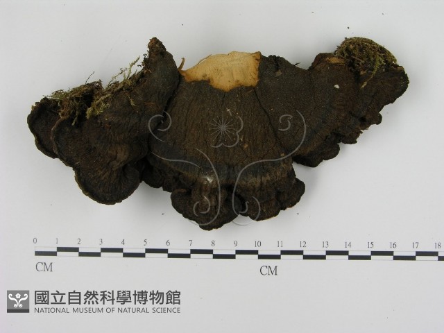 登錄號:F0005829藏品圖，第1張