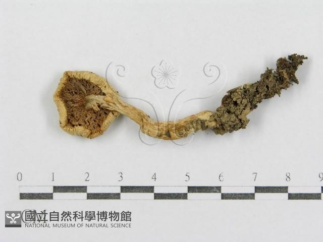 紅菇屬藏品圖，第1張