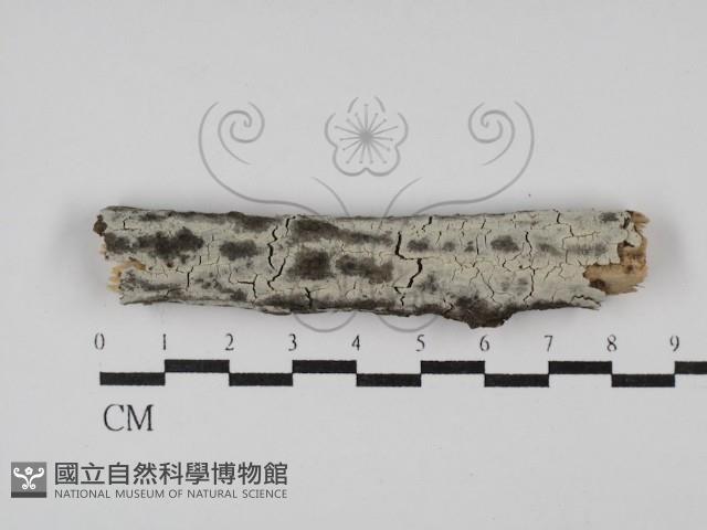 剛毛絲皮菌藏品圖，第1張