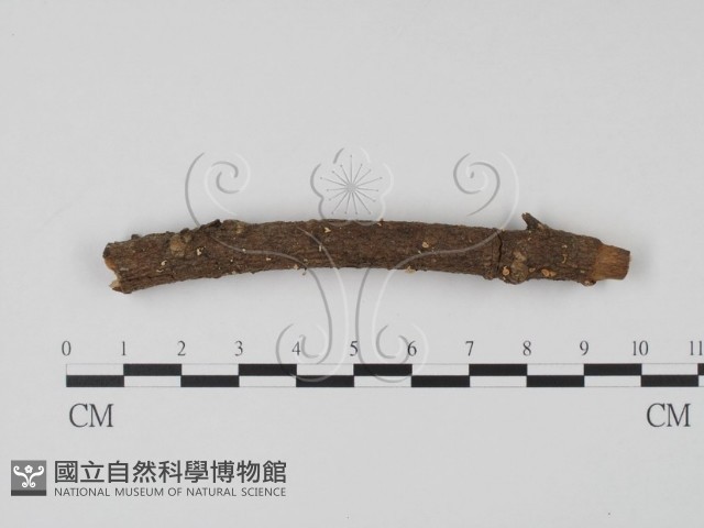 登錄號:F0009829藏品圖，第1張