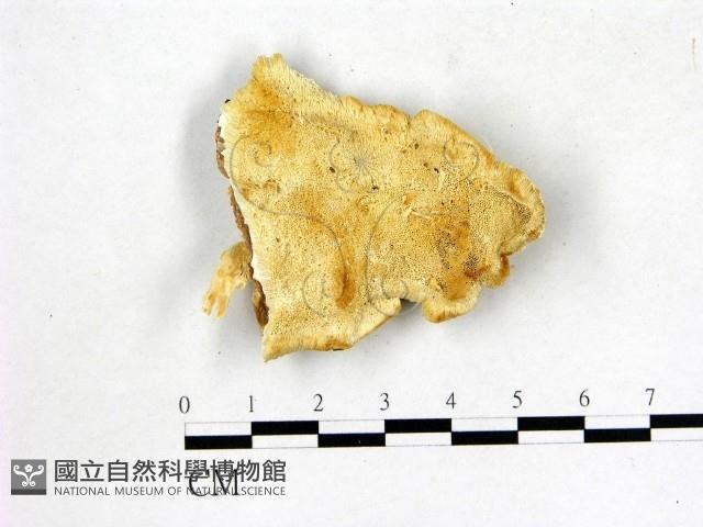 登錄號:F0019829藏品圖，第1張