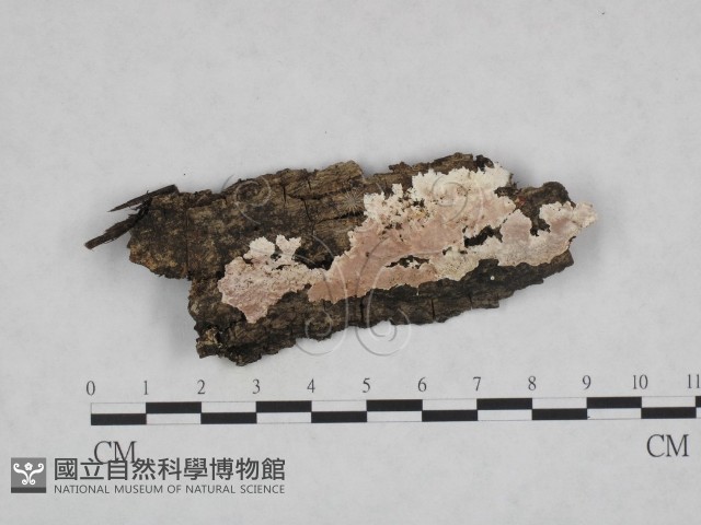 登錄號:F0023829藏品圖，第1張
