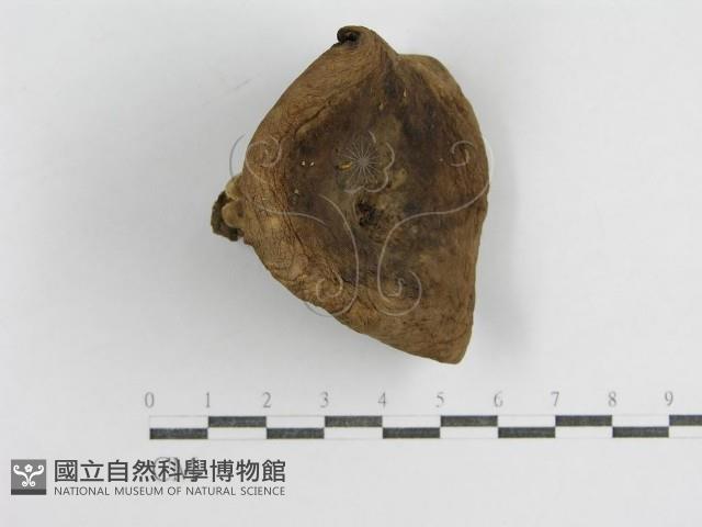 登錄號:F0003829藏品圖，第1張