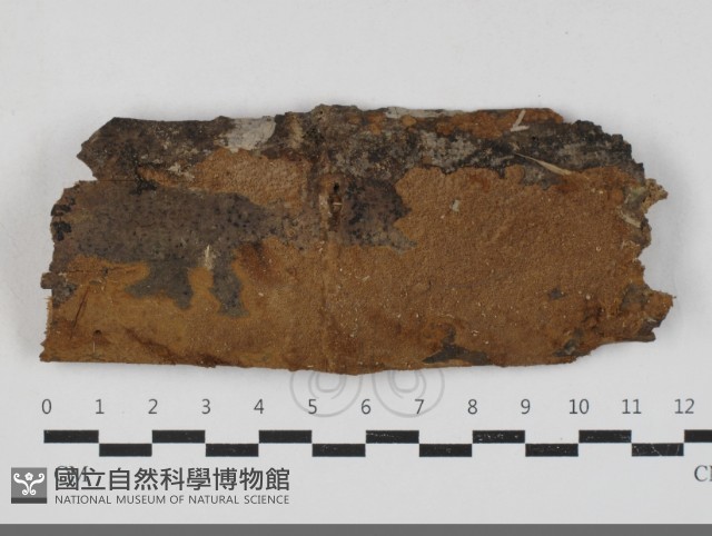 登錄號:F0033829藏品圖，第1張