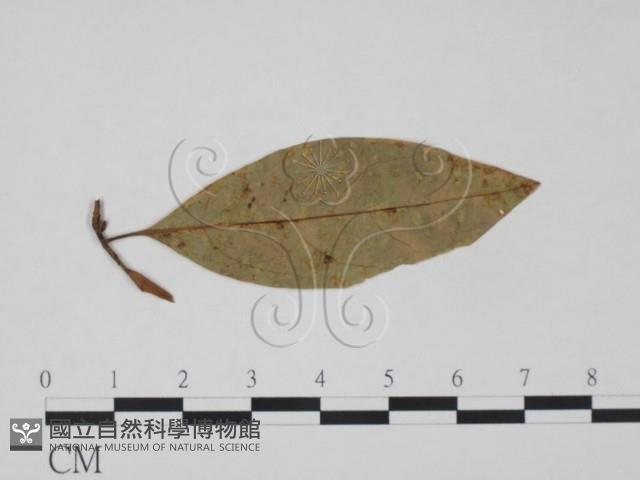 登錄號:F0018929藏品圖，第1張