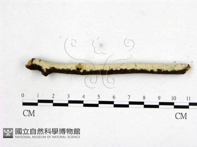 顯絲菌屬藏品圖，第1張