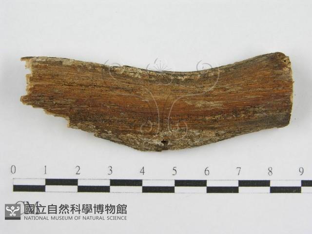 登錄號:F0000929藏品圖，第1張