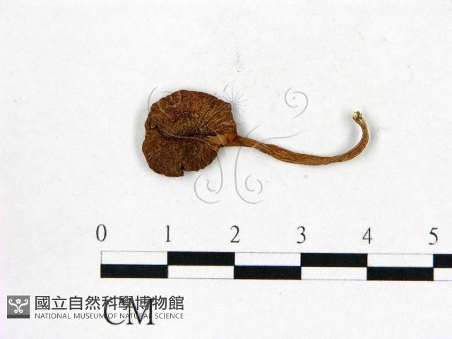 登錄號:F0010929藏品圖，第1張